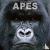 Apes Calendar 2024 Square A...