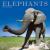 Elephants Calendar 2024 Squ...