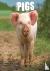 Pigs Calendar 2024 Square F...