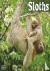 Sloths Calendar 2024 Square...