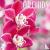 Orchids Calendar 2024 Squar...