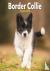 Border Collie Puppies Mini ...