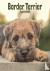 Border Terrier Puppies Mini...
