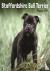Staffordshire Bull Terrier ...