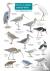 Guide to winter coastal birds