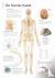 Nervous System Laminated Po...