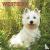 West Highland White Terrier...