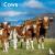 Browntrout - COWS 2024 SQUARE