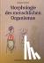 Morphologie des menschliche...