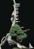 Kobayashi, Kunio - Bonsai
